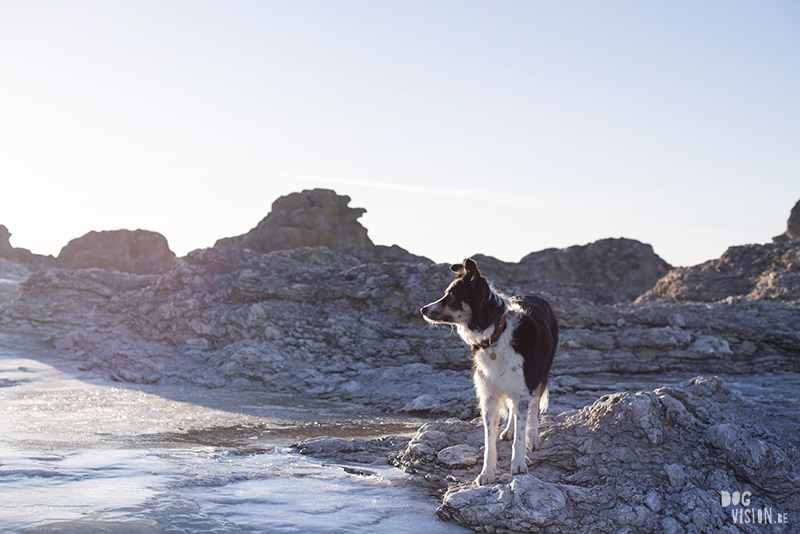 Exploring Gotland, Sweden, traveling with dogs, Europa dog travel, hiking with dogs, dog photographer nordics, www.DOGvision.eu