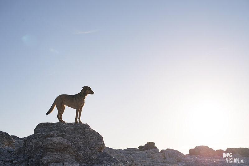 Exploring Gotland, Sweden, traveling with dogs, Europa dog travel, hiking with dogs, dog photographer nordics, www.DOGvision.eu