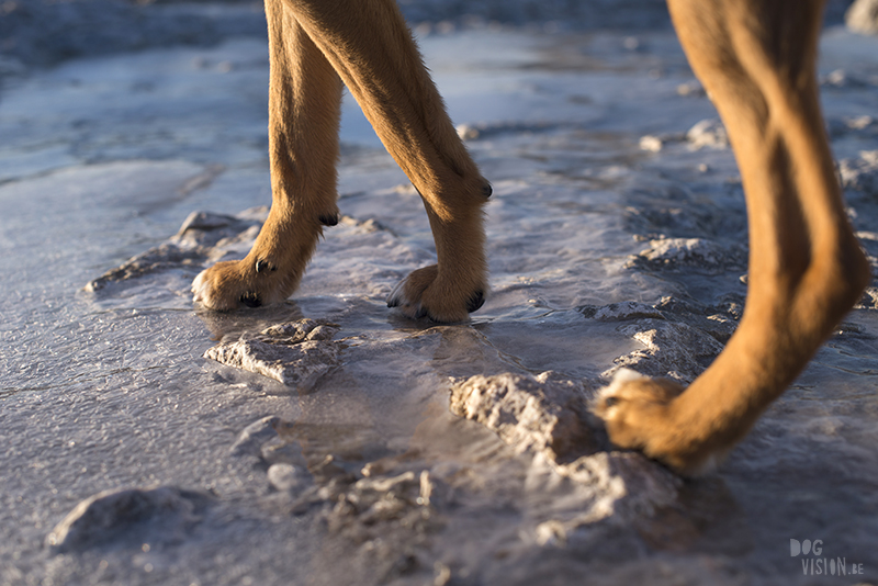 Exploring Gotland, Sweden, traveling with dogs, Europa dog travel, hiking with dogs, dog photographer nordics, www.DOGvision.eu