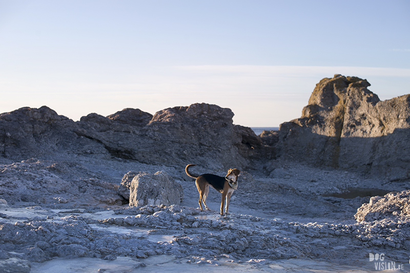 Exploring Gotland, Sweden, traveling with dogs, Europa dog travel, hiking with dogs, dog photographer nordics, www.DOGvision.eu