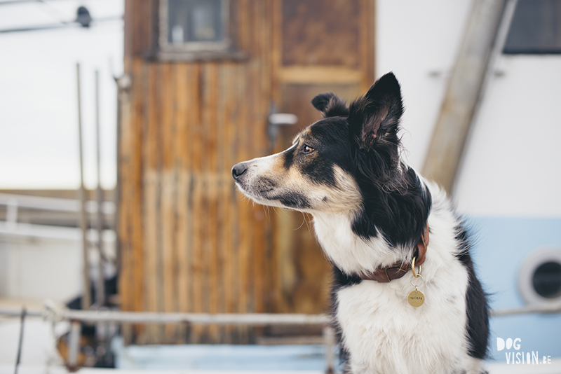 Exploring Gotland, Sweden, traveling with dogs, Europa dog travel, hiking with dogs, dog photographer nordics, www.DOGvision.eu