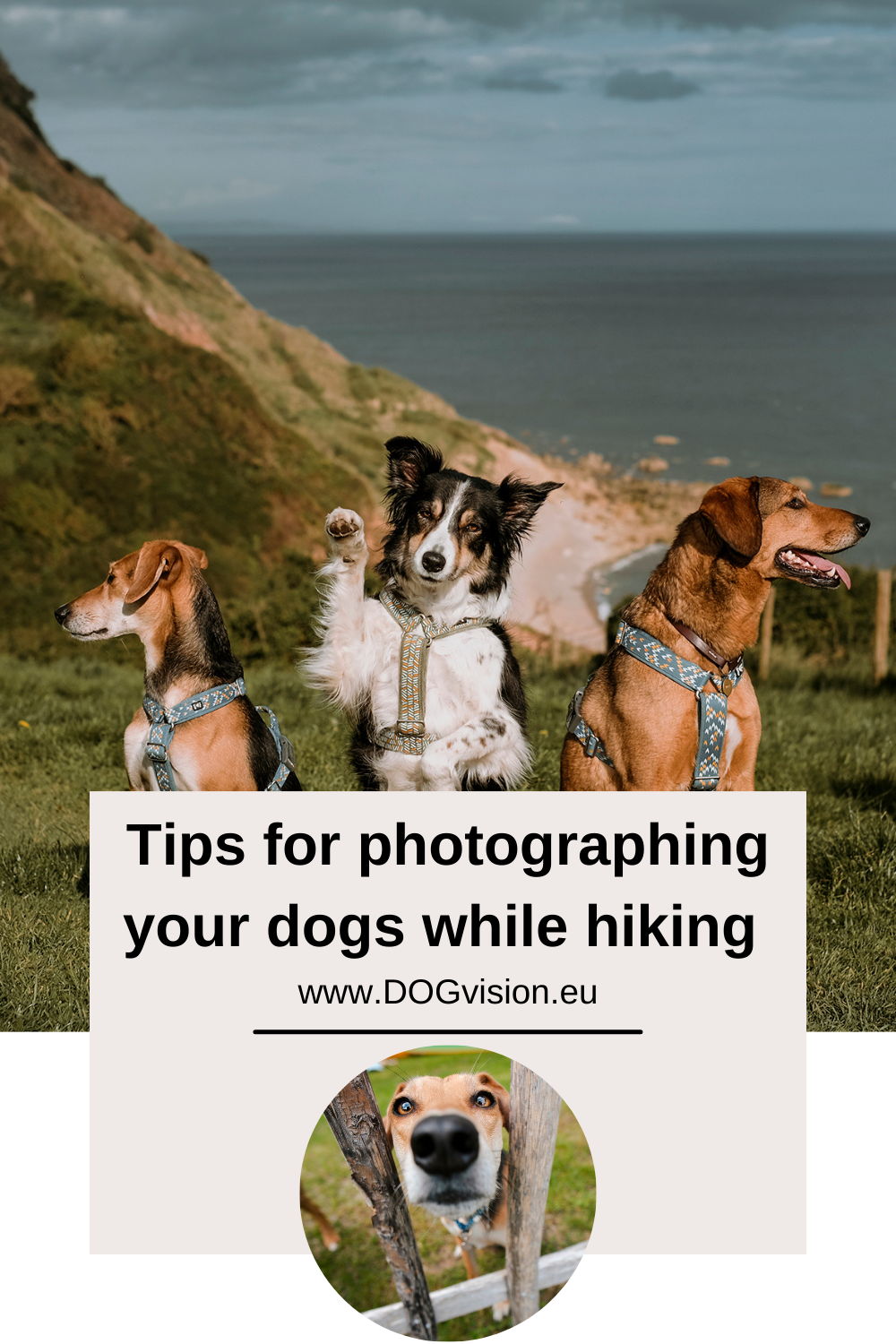 Tips for photographing your dogs while hiking