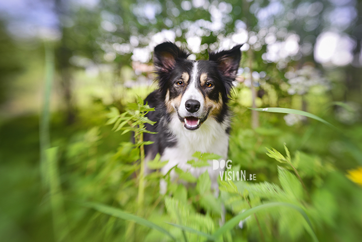 Mogwai & lensbaby Muse | Border Collie | Lensbaby review on www.DOGvision.be