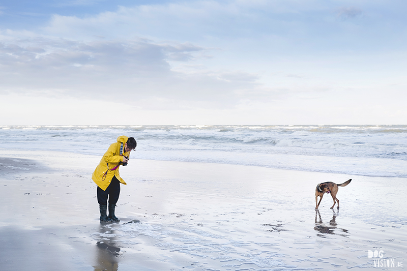 Traveling Europe with dogs, exploring Denmark, Skagen Løkken, AIRbnb Denmark, dog photographer, www.DOGvision.eu