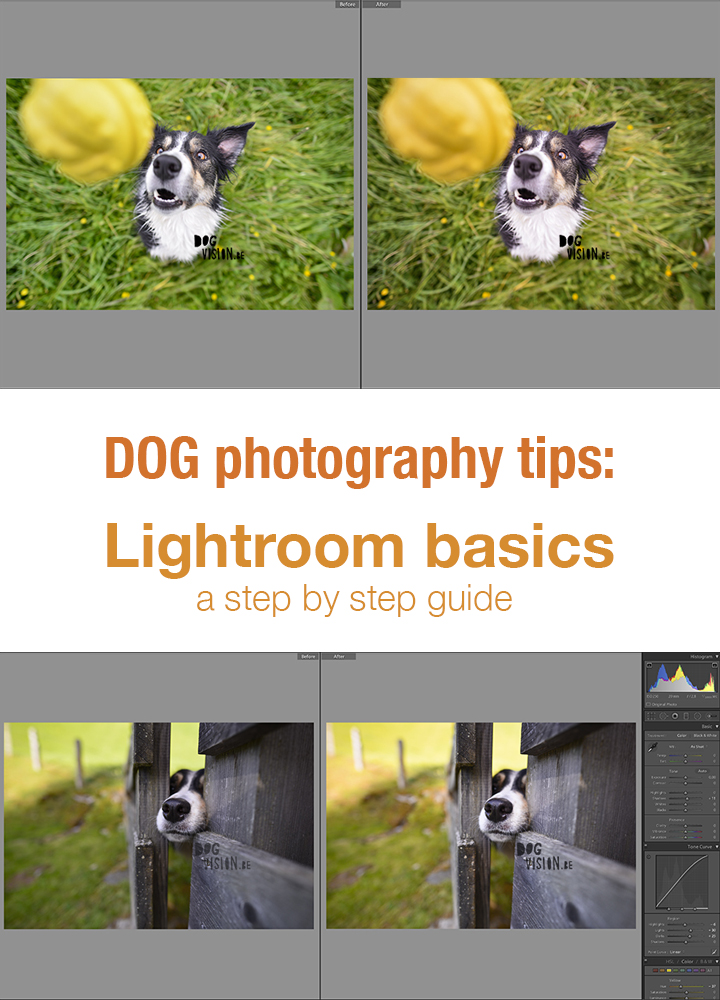 Editing in Lightroom for dog photography | tips & tricks on www.DOGvision.be | lightroom basics