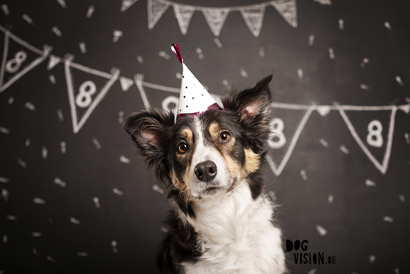 Birthday dog, Tricolor Border Collie, birthday photoshoot, krijtverf, verjaardags fotoshoot, www.DOGvision.eu