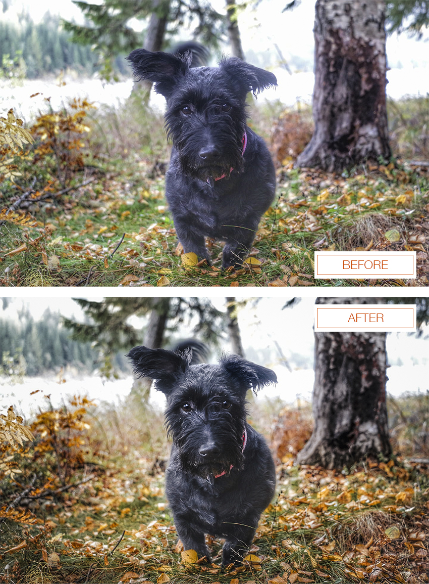 Before/after with Nordic Autumn lightroom presets by DOGvision| photo by @Mr.Pooface (Instagram)