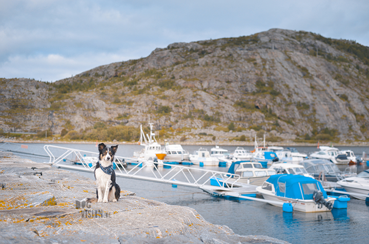 How to find interesting locations for dog photography, dog photography Sweden, dog blog, www.DOGvision.eu