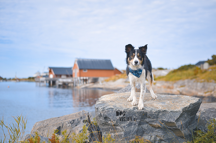 How to find interesting locations for dog photography, dog photography Sweden, dog blog, www.DOGvision.eu