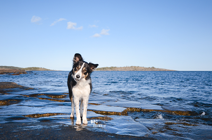 How to find interesting locations for dog photography, dog photography Sweden, dog blog, www.DOGvision.eu