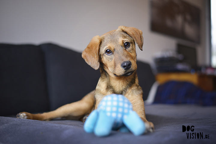 Gotcha day, Bosnian street dog Oona | Mutt puppy | dog photography and blog on www.dogvision.eu