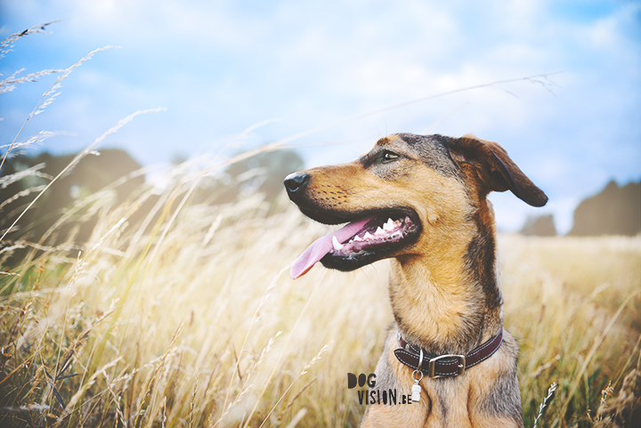 Oona, rescue dog from Bosnia | DOG photography and blog on www.DOGvision.be | dog portrait.