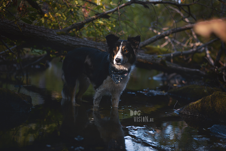 Riverside | Border Collie | creative dog photography | paper boat | The story behind the photo, blog on www.DOGvision.be (Hondenfotografie)