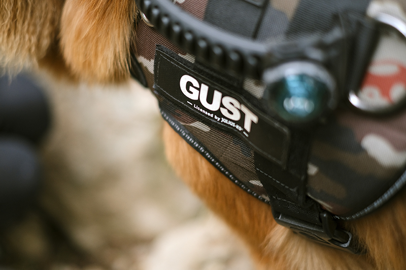 Gus the Toller (Nova Scotia Duck Tolling retriever), Crystal hunting in the Swedish woods, hiking with dogs, www.DOGvision.eu