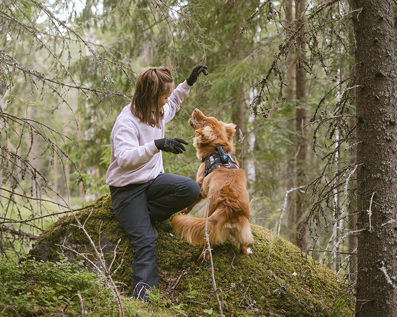 Gus the Toller (Nova Scotia Duck Tolling retriever), Crystal hunting in the Swedish woods, hiking with dogs, www.DOGvision.eu