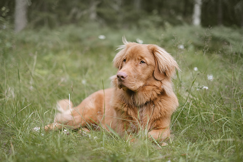 Gus the Toller (Nova Scotia Duck Tollig retriever), Crystal hunting in the Swedish woods, hiking with dogs, www.DOGvision.eu