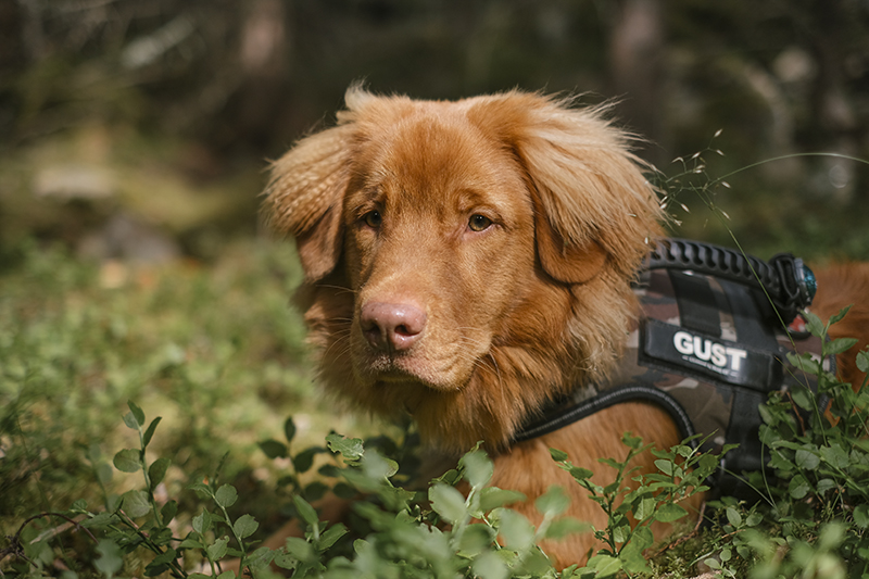 Gus the Toller (Nova Scotia Duck Tollig retriever), Crystal hunting in the Swedish woods, hiking with dogs, www.DOGvision.eu