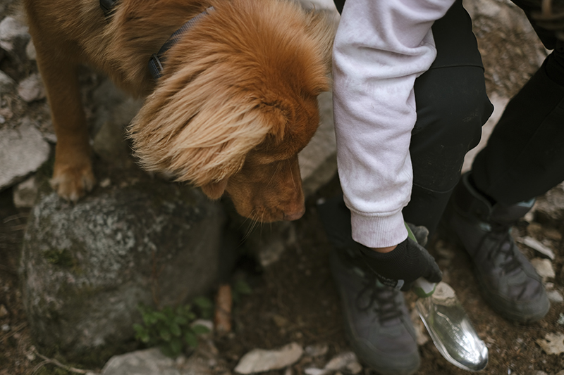 Gus the Toller (Nova Scotia Duck Tollig retriever), Crystal hunting in the Swedish woods, hiking with dogs, www.DOGvision.eu