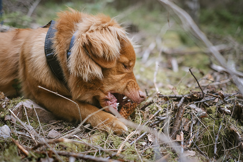 Gus the Toller (Nova Scotia Duck Tollig retriever), Crystal hunting in the Swedish woods, hiking with dogs, www.DOGvision.eu