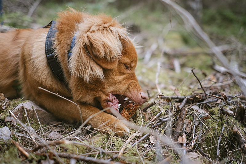 Gus the Toller (Nova Scotia Duck Tollig retriever), Crystal hunting in the Swedish woods, hiking with dogs, www.DOGvision.eu