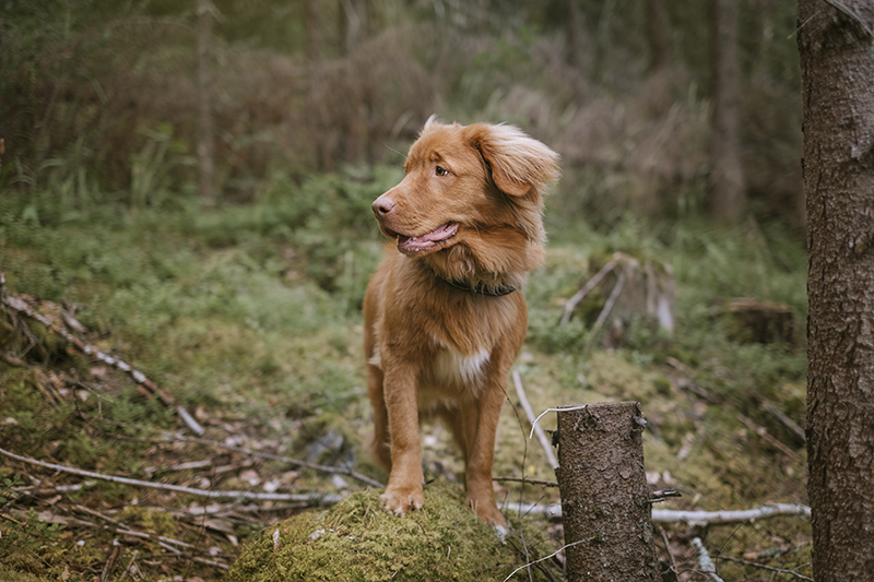 Gus the Toller (Nova Scotia Duck Tollig retriever), Crystal hunting in the Swedish woods, hiking with dogs, www.DOGvision.eu