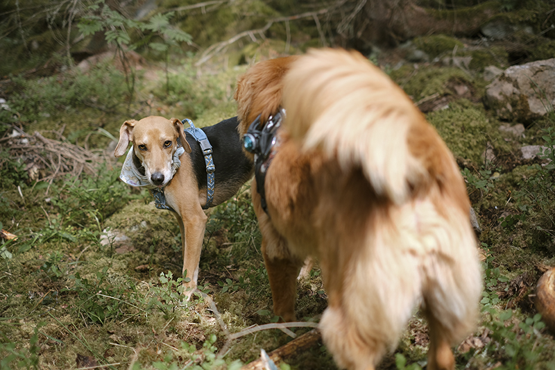 Gus the Toller (Nova Scotia Duck Tolling retriever), Crystal hunting in the Swedish woods, hiking with dogs, www.DOGvision.eu