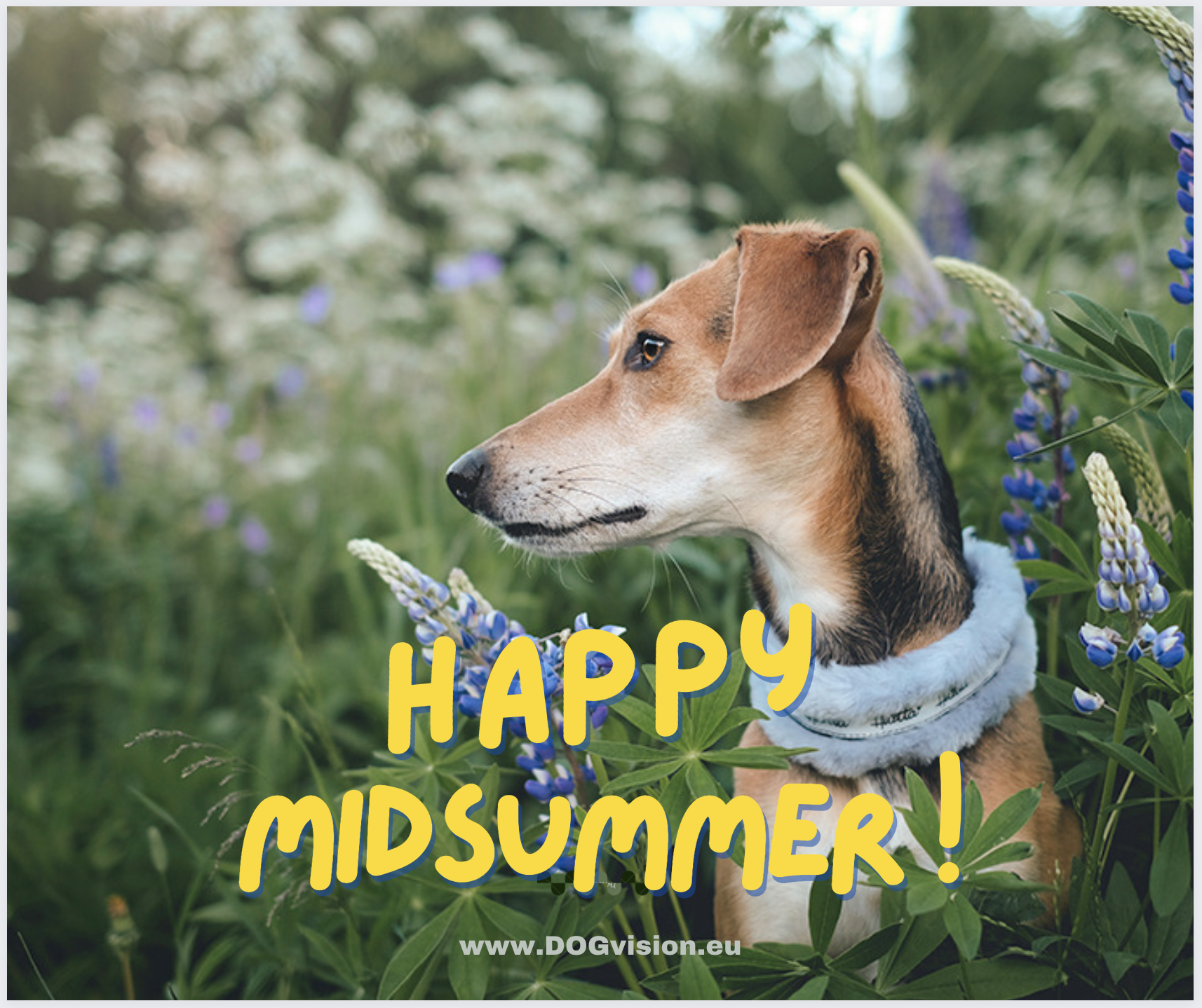 Happy Midsummer, DOGvision summer 2022, dog photography Europe, dog in flowers, www.DOGvision.eu