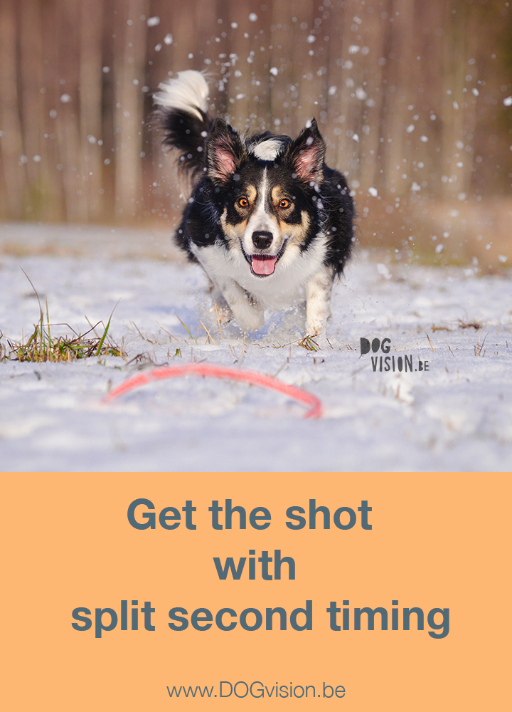 Get the shot with split second timing | Dog photography tips on www.DOGvision.be