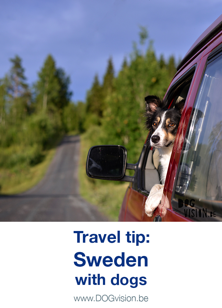 sweden travel dog