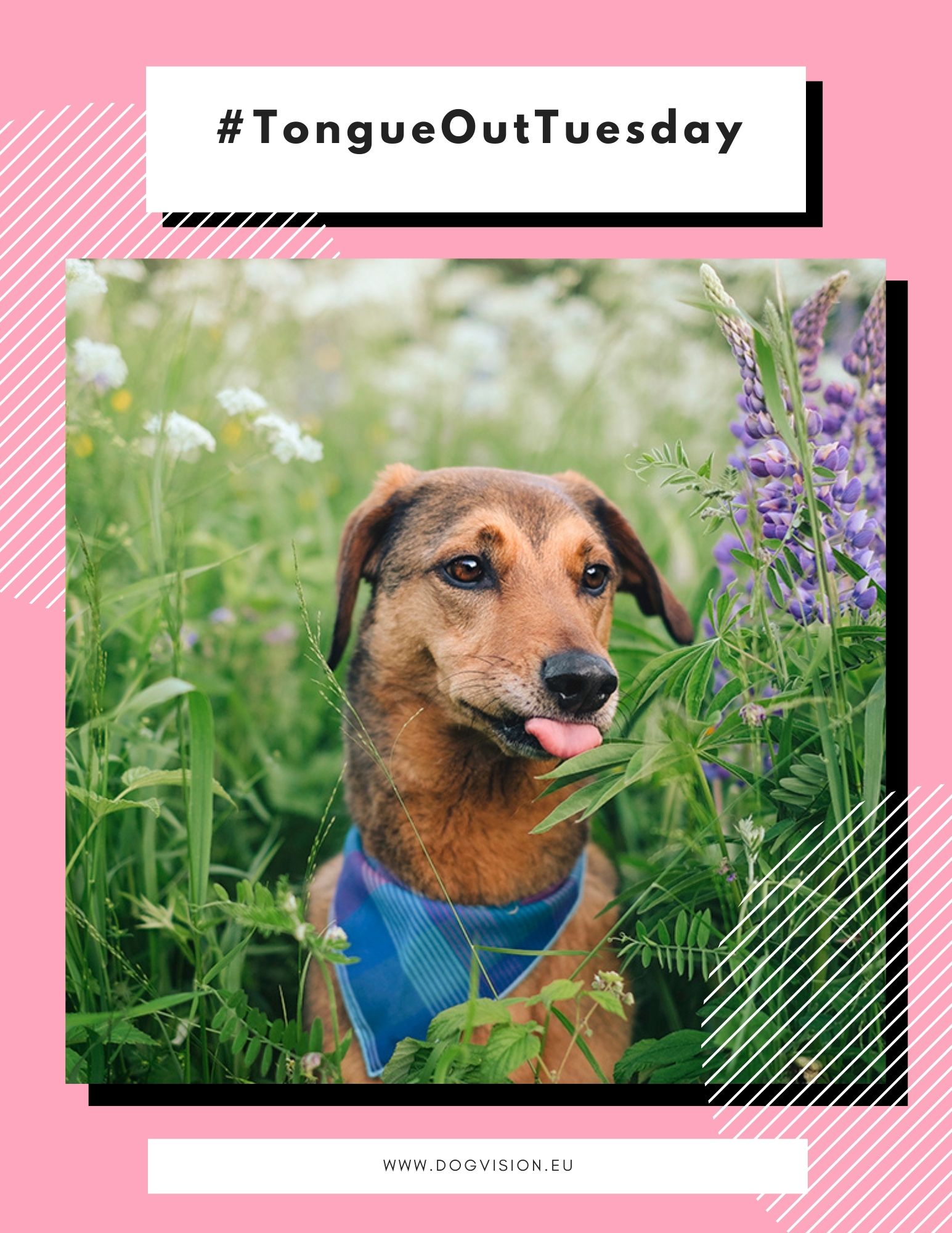 #TongueOutTuesday, dogvision dog photography, mutt, rescue dog, dog with bandana and flowers, lupine Swedish flowers, midsommar, www.DOGvision.eu