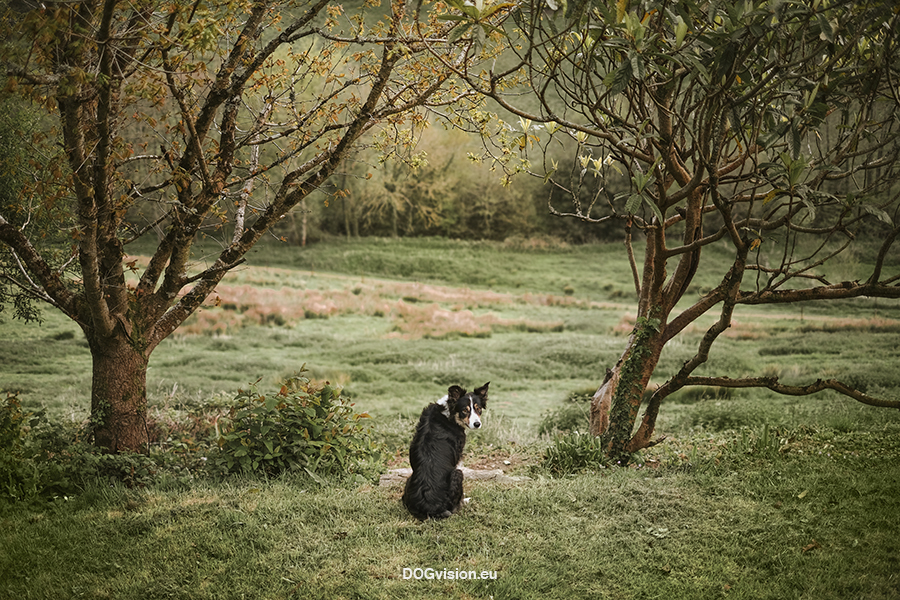 Dogs and dinosaurs, fossil hunting at the Jurassic coast England, www.DOGvision.eu