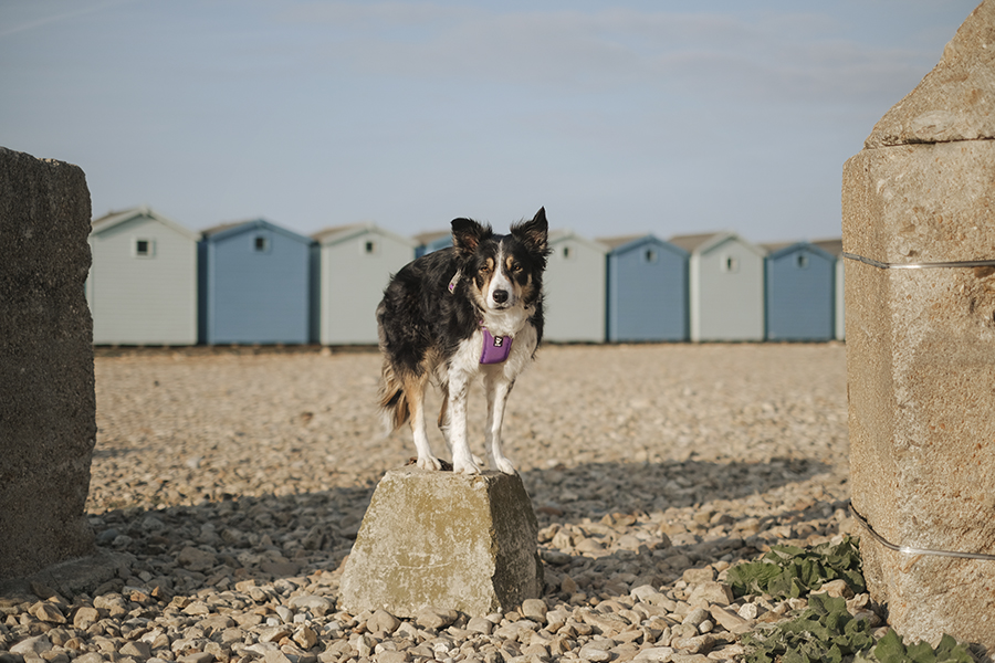 Dogs and dinosaurs, fossil hunting at the Jurassic coast England, www.DOGvision.eu