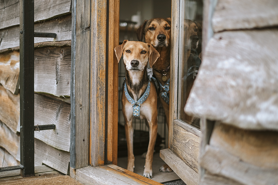 Tongue Out Tuesday, dog photography, Airbnb England travel Jurassic coast, www.DOGvision.eu