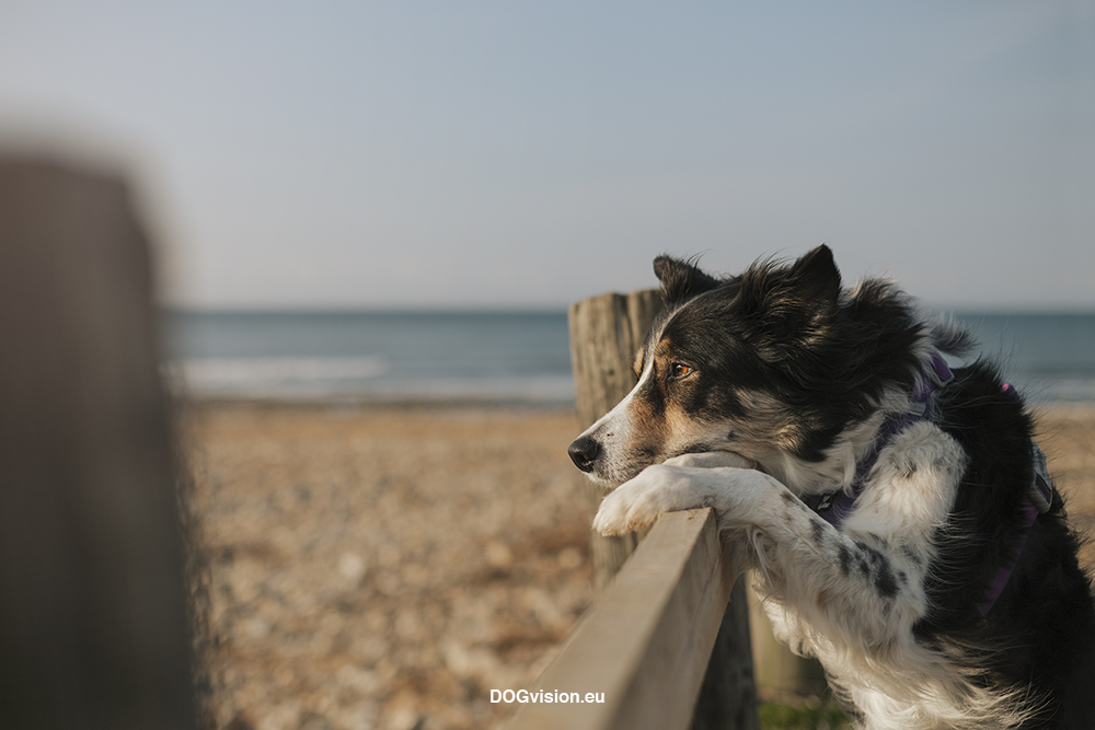 Dogs and dinosaurs, fossil hunting at the Jurassic coast England, www.DOGvision.eu