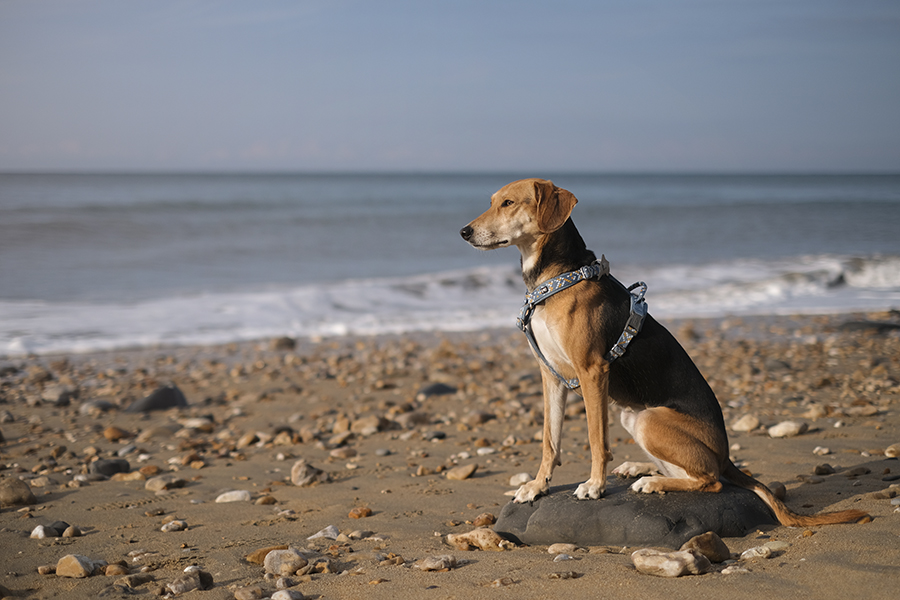 Dogs and dinosaurs, fossil hunting at the Jurassic coast England, www.DOGvision.eu