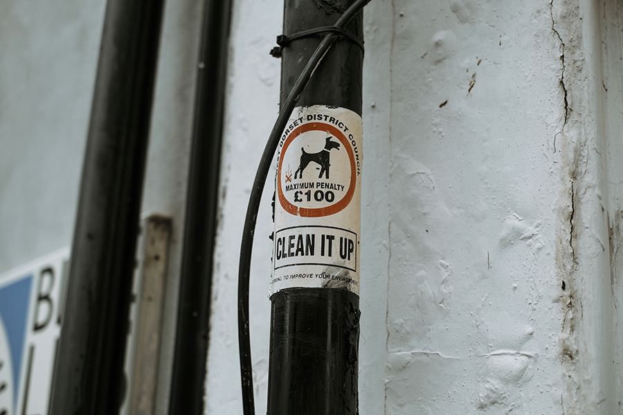 Dogs and dinosaurs, fossil hunting at the Jurassic coast England, www.DOGvision.eu