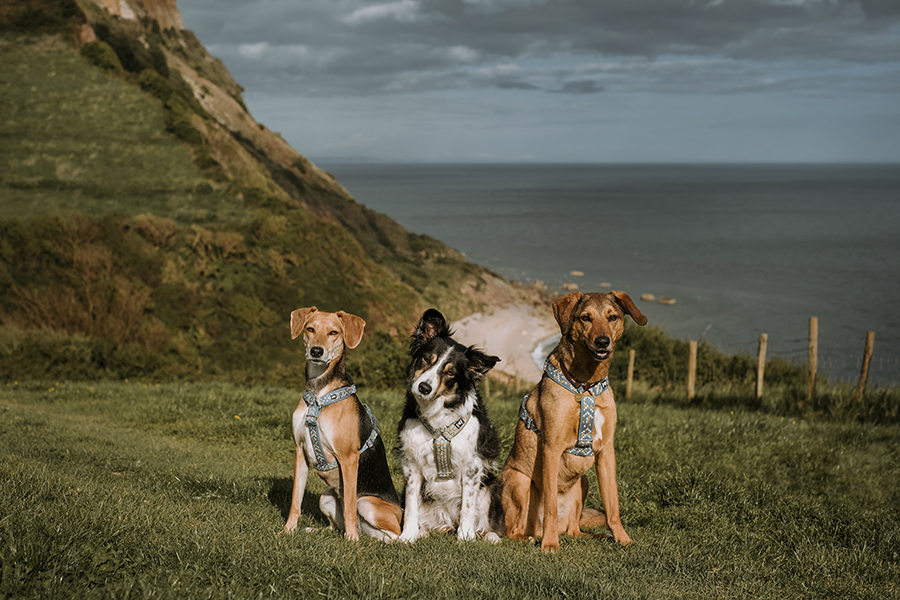 Dogs and dinosaurs, fossil hunting at the Jurassic coast England, www.DOGvision.eu