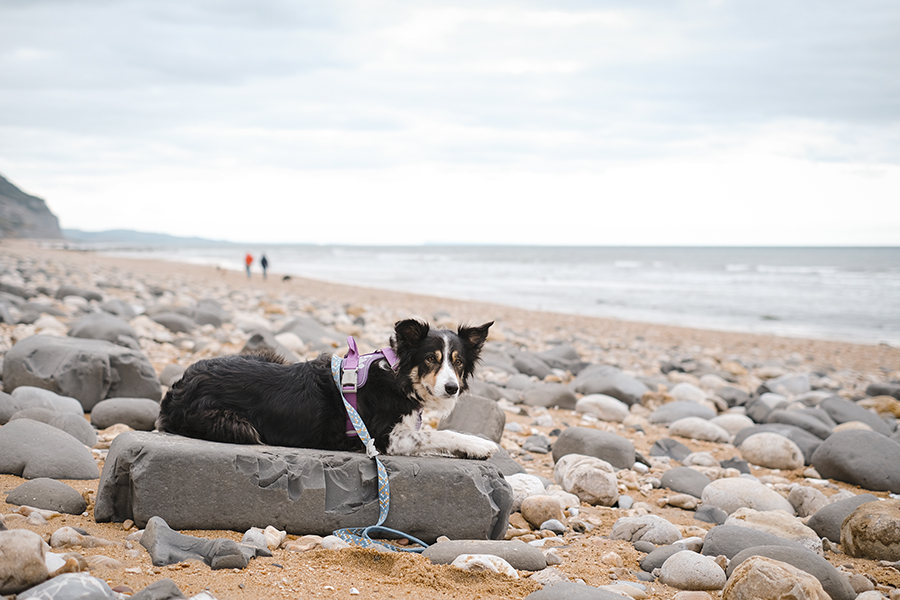 Dogs and dinosaurs, fossil hunting at the Jurassic coast England, www.DOGvision.eu