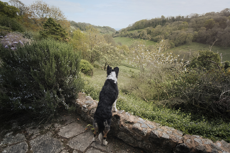 Dogs and dinosaurs, fossil hunting at the Jurassic coast England, www.DOGvision.eu