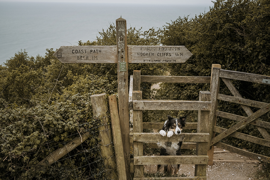 Dogs and dinosaurs, fossil hunting at the Jurassic coast England, www.DOGvision.eu