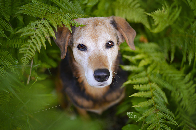 Ziggy Stardust, September 2015, gelukkige verjaardag Ziggy, www.dogvision.eu