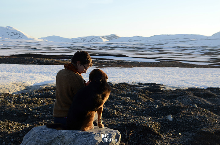 Ziggy in Lapland, hondenfotografie www.DOGvision.be