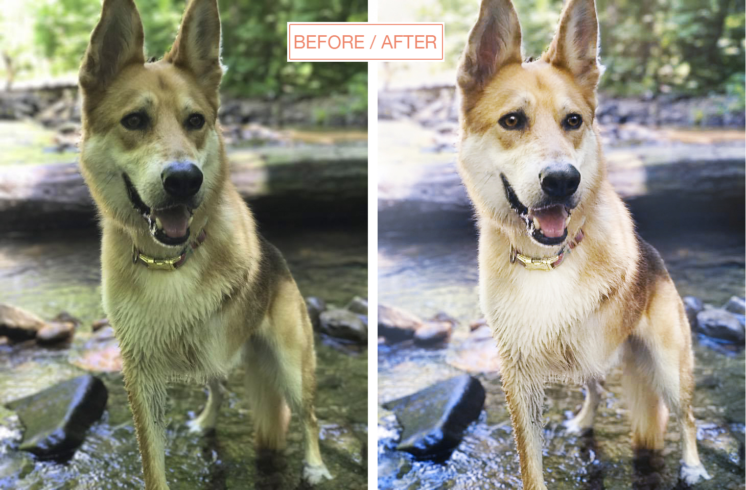 Before/after | photoshop edit of photo by @casthecarolina | edited by www.DOGvision.be