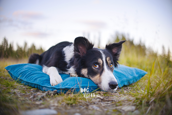Road tripping with dogs | dog photography | www.DOGvision.be