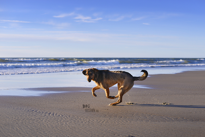 Our secret spot at the beach | dog photography/ hondenfotografie | www.DOGvision.be