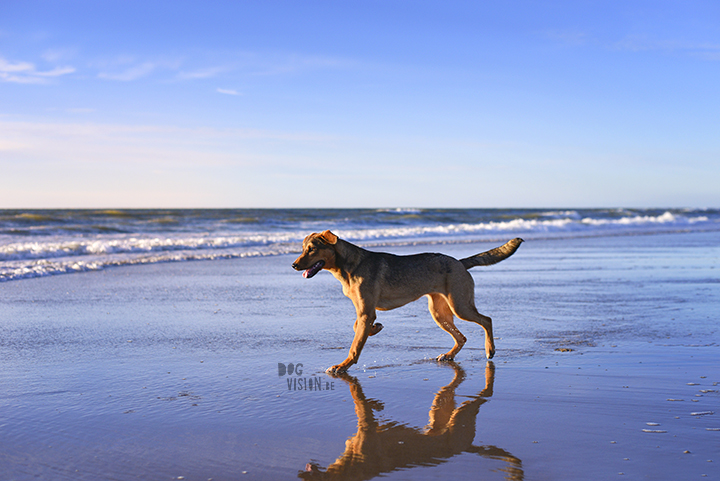 Our secret spot at the beach, Domburg Netherlands | dog photography/ hondenfotografie | www.DOGvision.be
