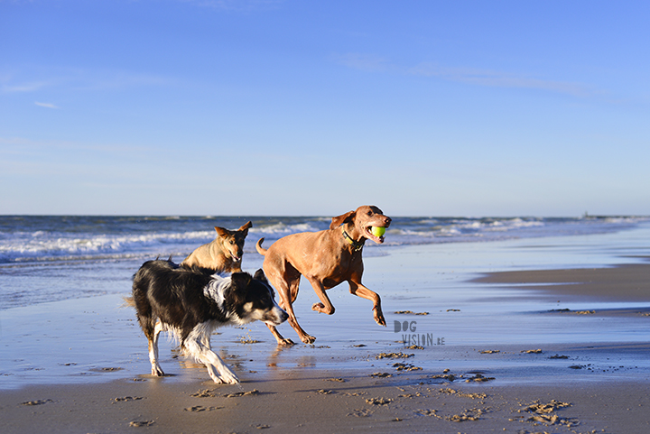 Our secret spot at the beach, Domburg Netherlands | dog photography/ hondenfotografie | www.DOGvision.be