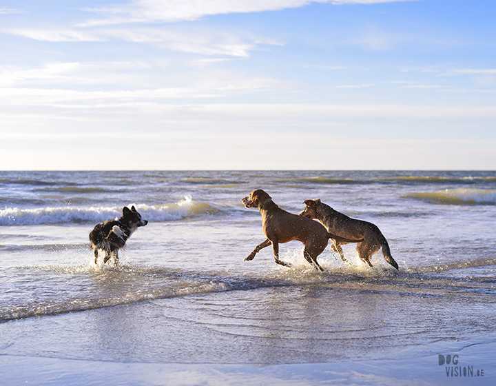 Our secret spot at the beach, Domburg Netherlands | dog photography/ hondenfotografie | www.DOGvision.be