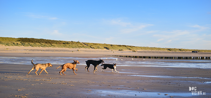 Our secret spot at the beach, Domburg Netherlands | dog photography/ hondenfotografie | www.DOGvision.be