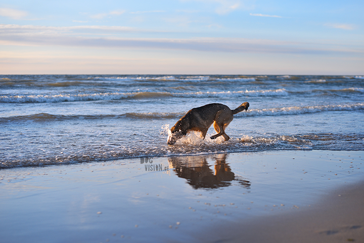 Our secret spot at the beach, Domburg Netherlands | dog photography/ hondenfotografie | www.DOGvision.be